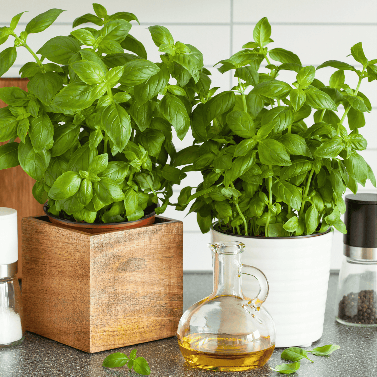 Genovese Basil Seeds - 250 Pack - Ocimum basilicum - Aromatic Culinary Herb for Gardening and Cooking