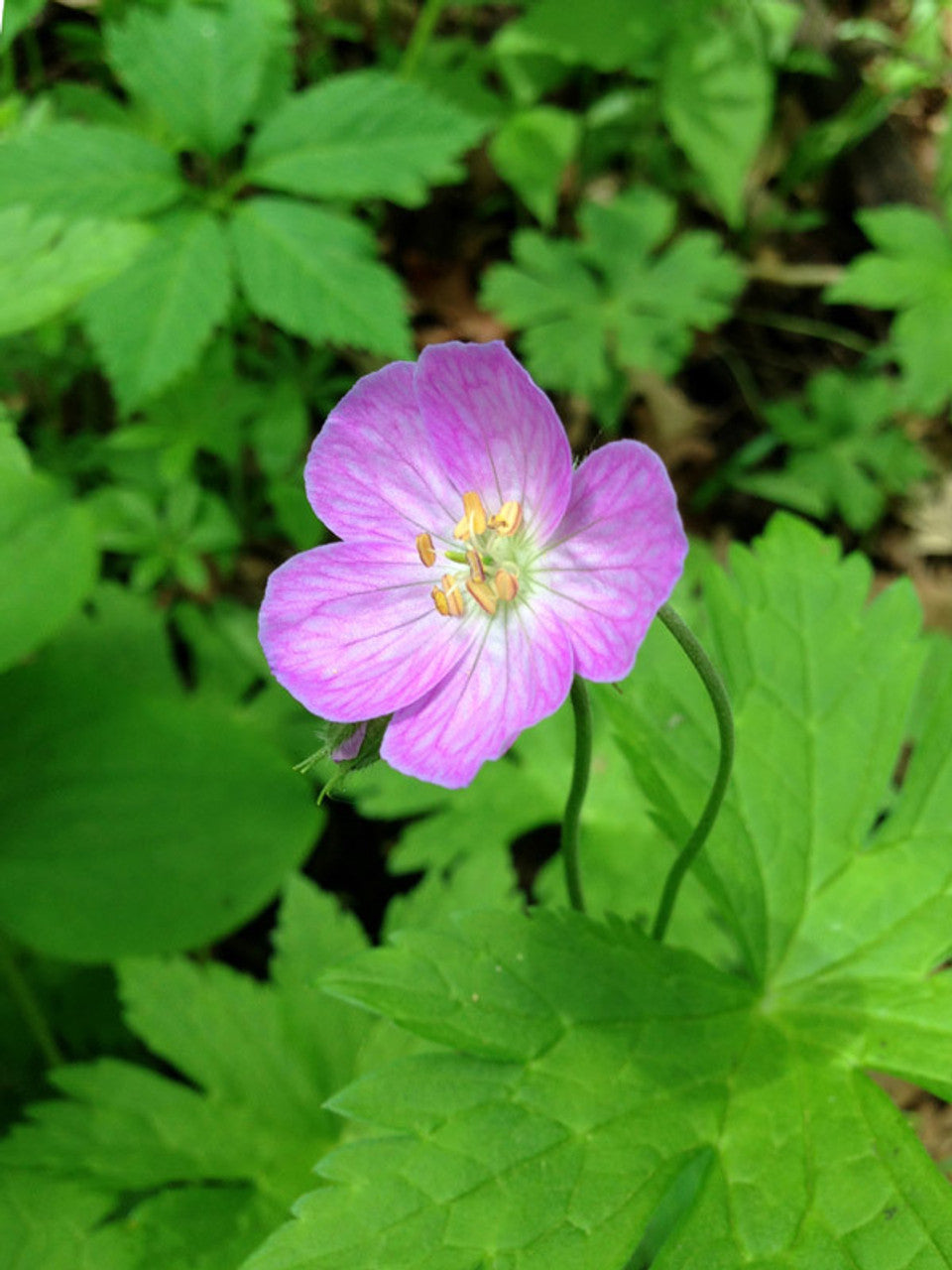 10 Wild Geranium Bulbs - Lavender-Pink Native Perennial Roots (Geranium canadense) for Shade Garden & Pollinator Planting
