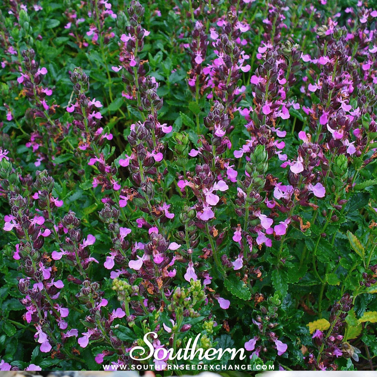 Wall Germander Seeds - 25 Count - Teucrium chamaedrys - Perennial Herb for Gardens and Landscaping