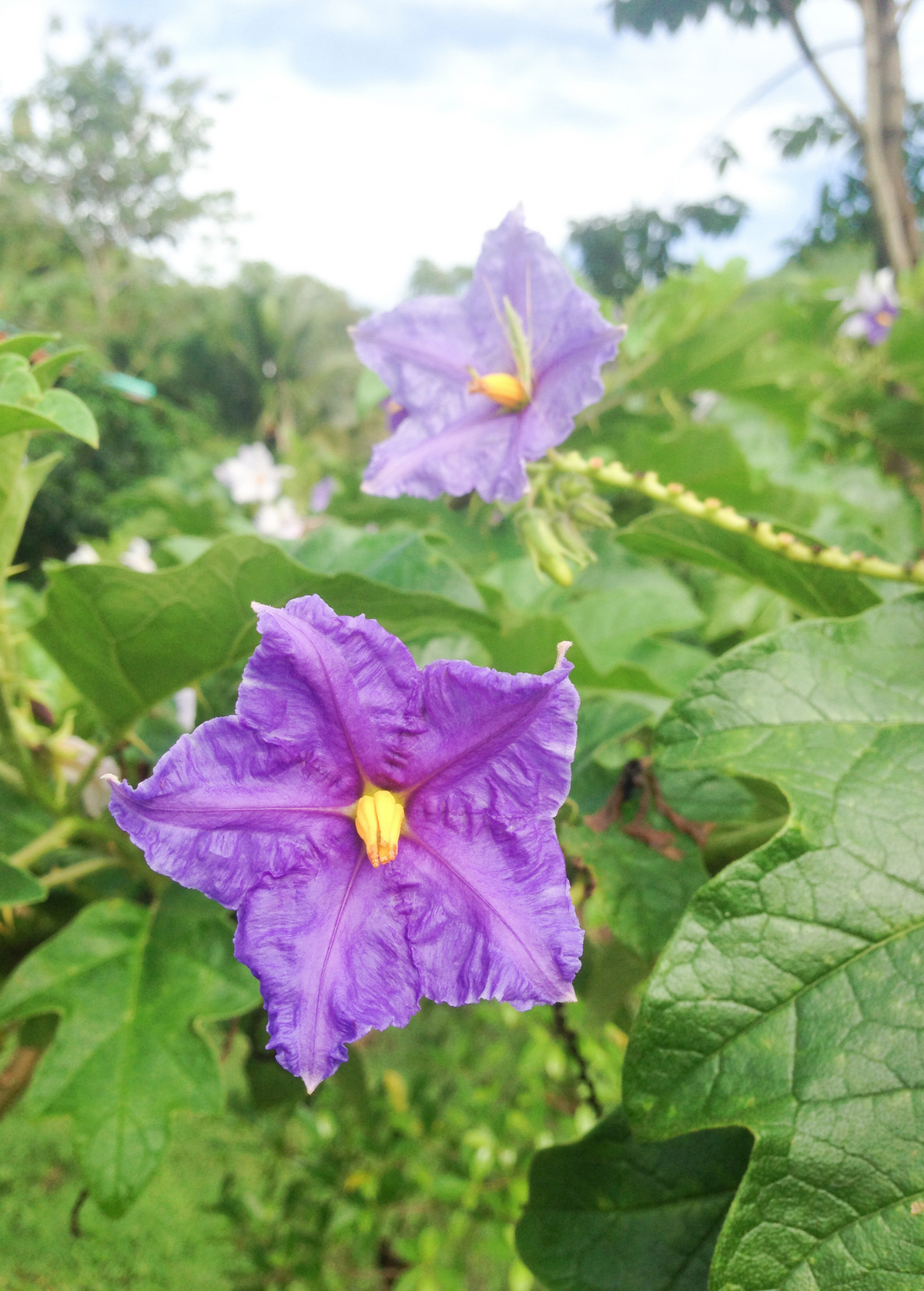Giant Potato Tree Plant - Exotic Solanum macranthum with Lush Green Foliage & Fragrant Flowers - Unique Tropical Garden Addition