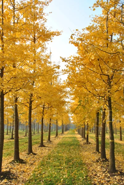 Ginkgo Biloba Live Tree 6–12” Bareroot Maidenhair Tree - Hardy Deciduous Shade Tree for Zones 3–9 - Ancient Ornamental Tree
