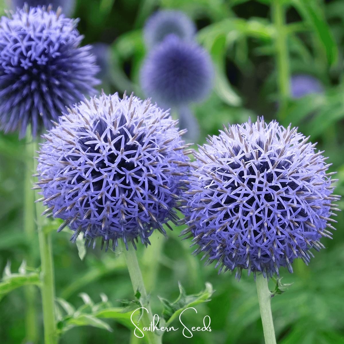 Southern Globe Thistle Seeds - 25 Pack - Echinops ritro - Drought-Tolerant Perennial Garden Plant