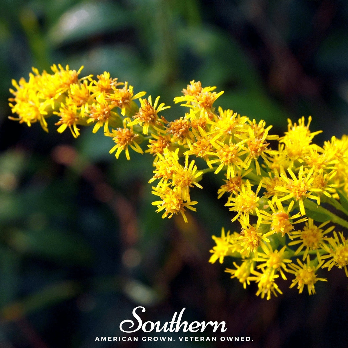 Stiff Goldenrod Seeds - 100 Seeds - Solidago rigida - Native Wildflower for Gardens and Pollinator Attracting