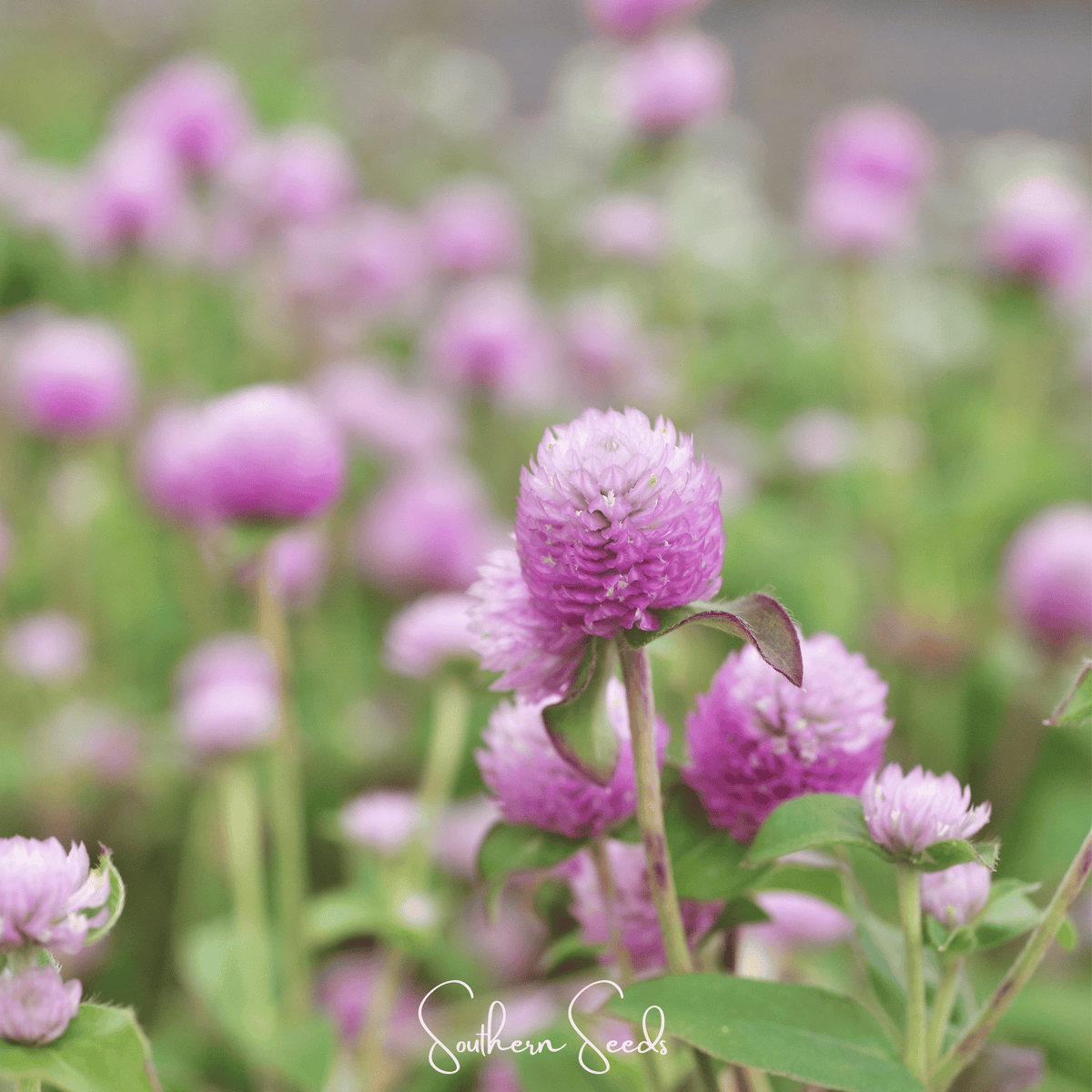 Rose Globosa Gomphrena Seeds - 50 Pack - Vibrant Pink Annual Flower Seeds (Gomphrena globosa)