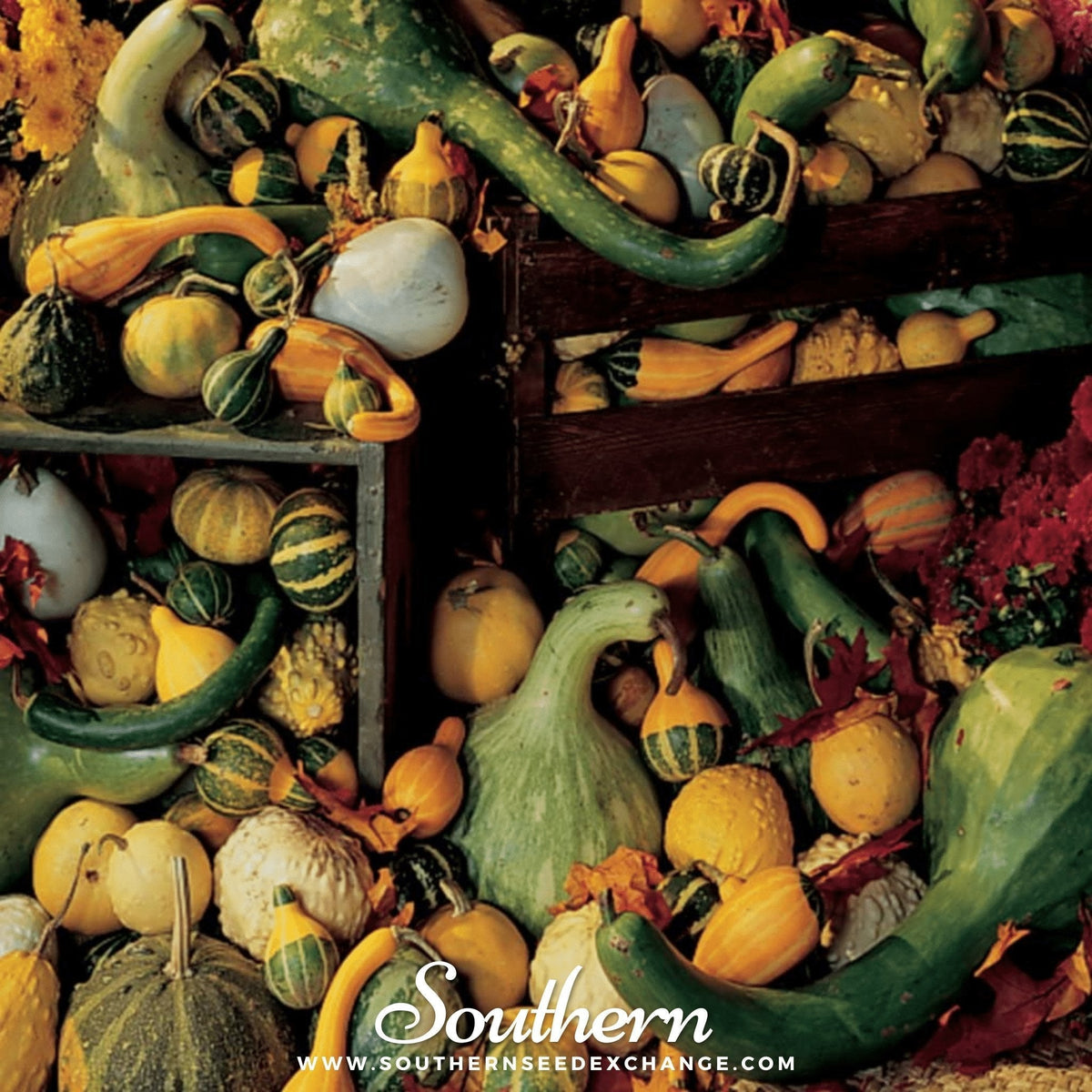 Large & Small Mix Gourds - 20 Seeds - Decorative Gourds for Fall Decor - Ideal for Crafts & Home Decoration