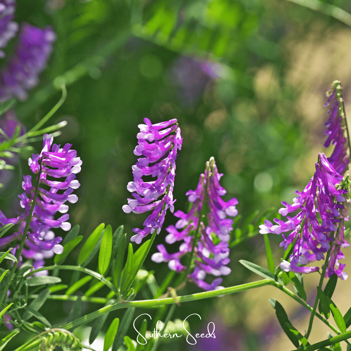 Hairy Vetch Seeds - 100 Count - Leguminous Ground Cover - Vicia villosa