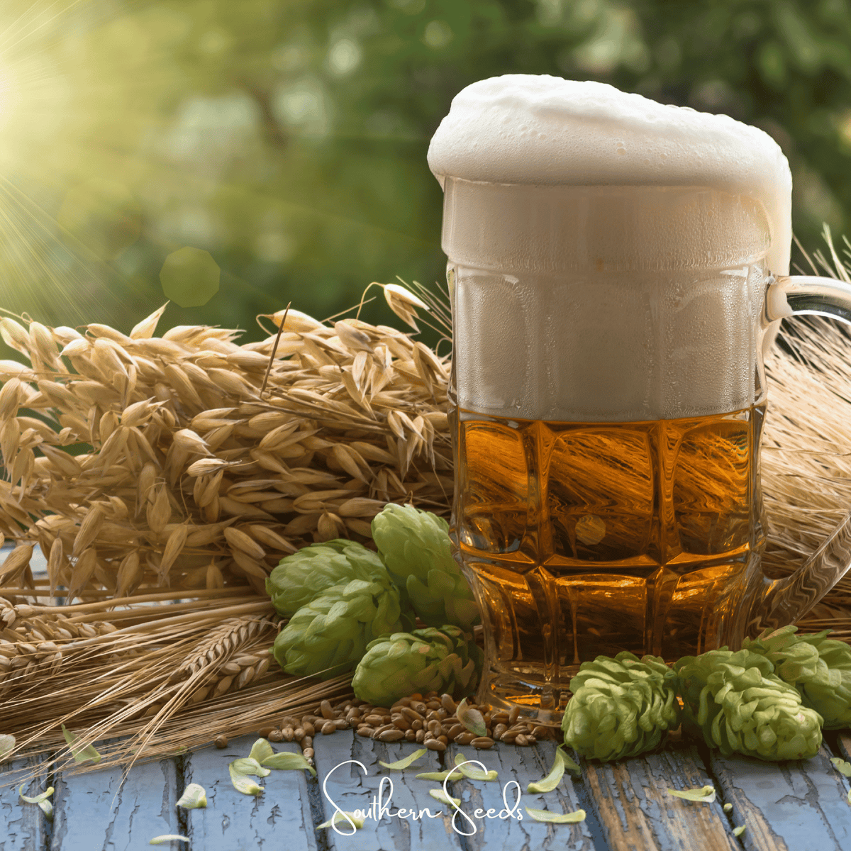 Beer Hops Seeds - 20 Pack - Humulus lupulus - Craft Brewing Essential for Homebrewers