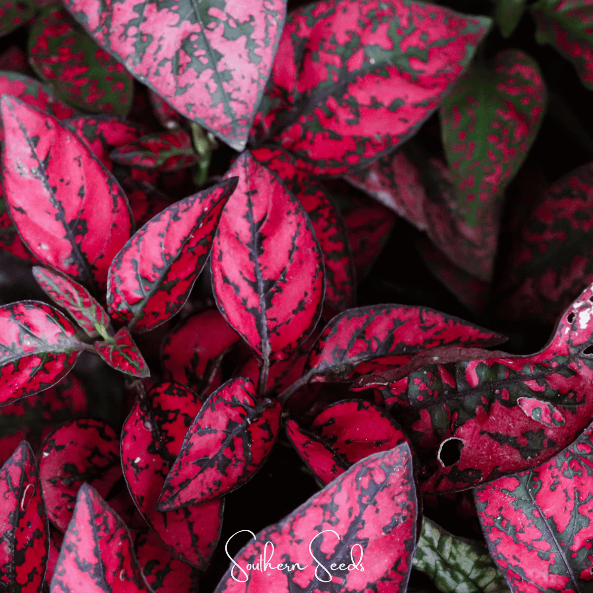 Splash Select Red Hypoestes Seeds - 25 Count - Colorful Indoor Plant - Hypoestes phyllostachya