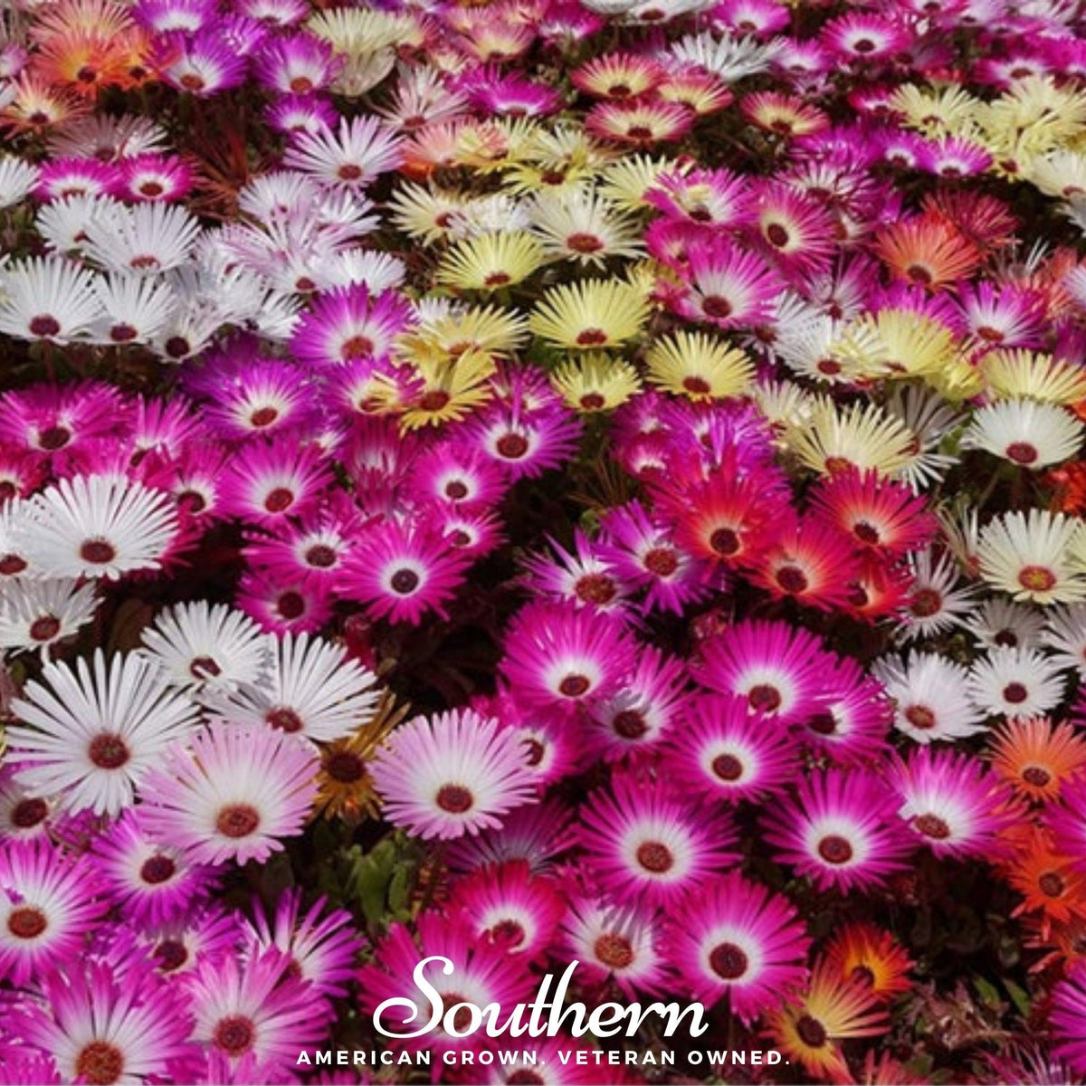 Ice Plant Seeds Mix – 200 Count, Colorful Varieties, Perfect for Gardens, Delosperma spp.