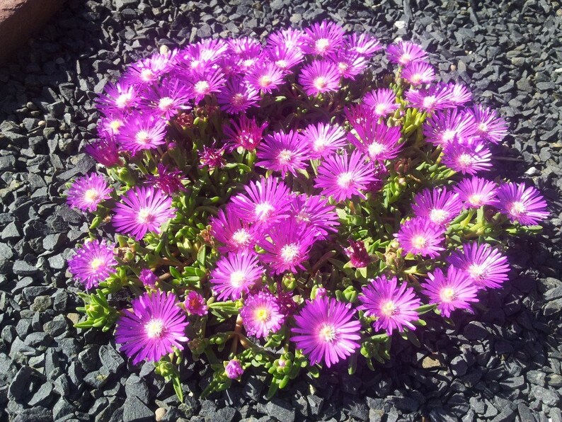 **Ice Plant Set of 3 Pots, Fuchsia Flowers, Drought-Tolerant Ground Cover, Delosperma cooperi ‘Table Mountain’**
