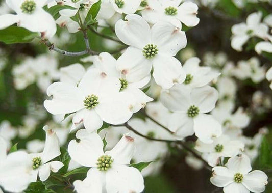 **White Flowering Dogwood Tree 2-3' - Cornus florida - Native White Flowers & Scarlet Fall Foliage**