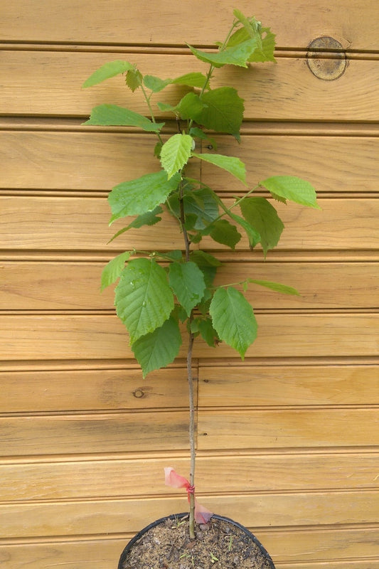 10 American Hazelnut Trees, 6-12" Bare-Root Corylus americana, Live Dormant Trees for Wildlife Habitat & Nut Production