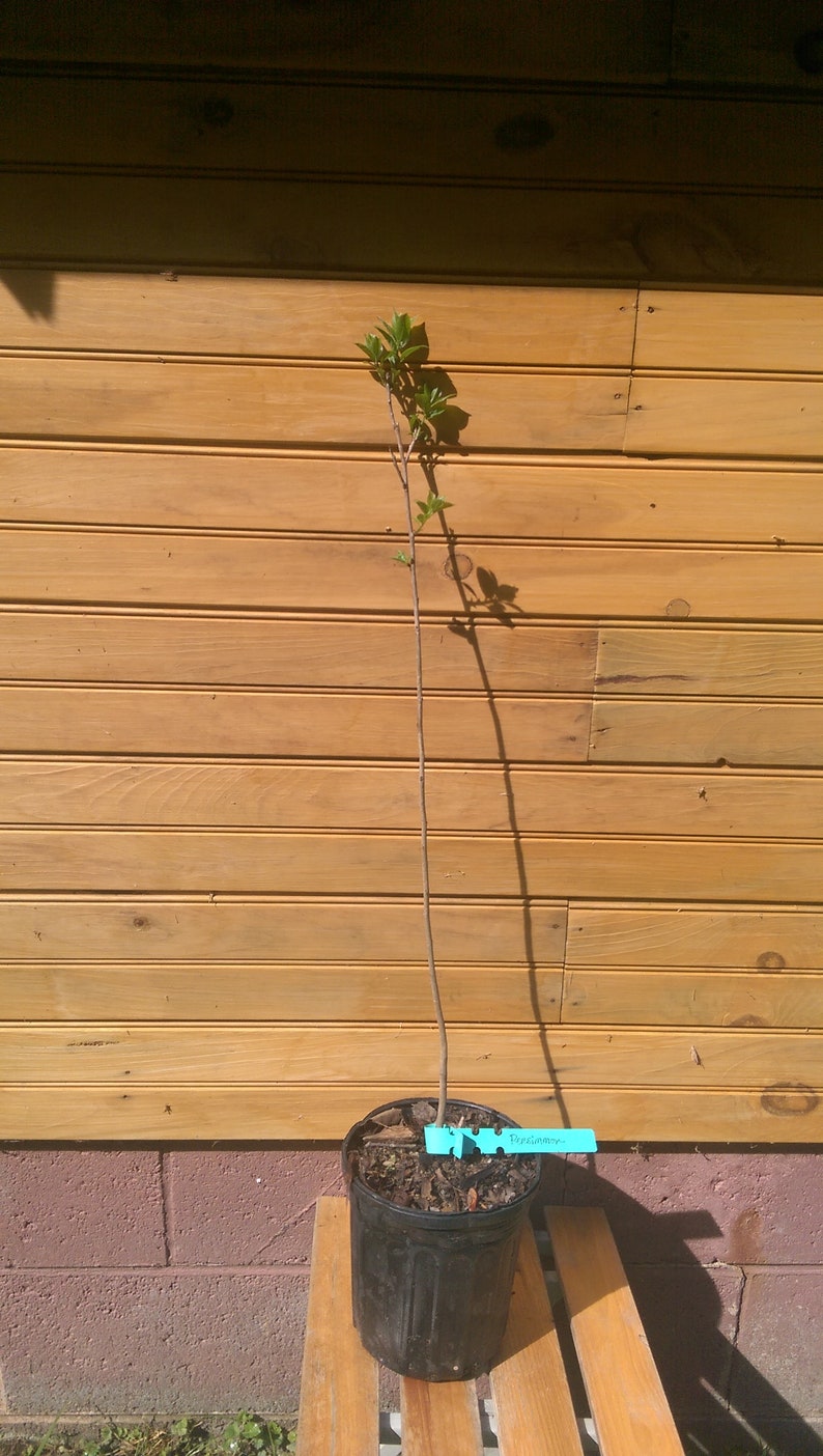 5 American Persimmon Trees 6"-12" Live Seedlings Diospyros virginiana for Wildlife Habitat & Ornamental Use