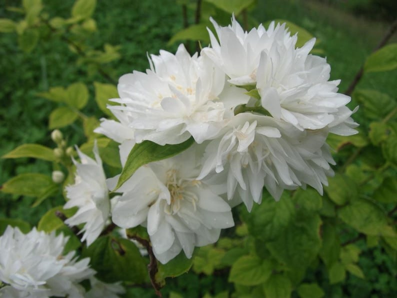 Mock Orange Plant Gallon Pot Minnesota Snowflake Philadelphus spp. Fragrant White Flowers for Garden Pollinator Attraction