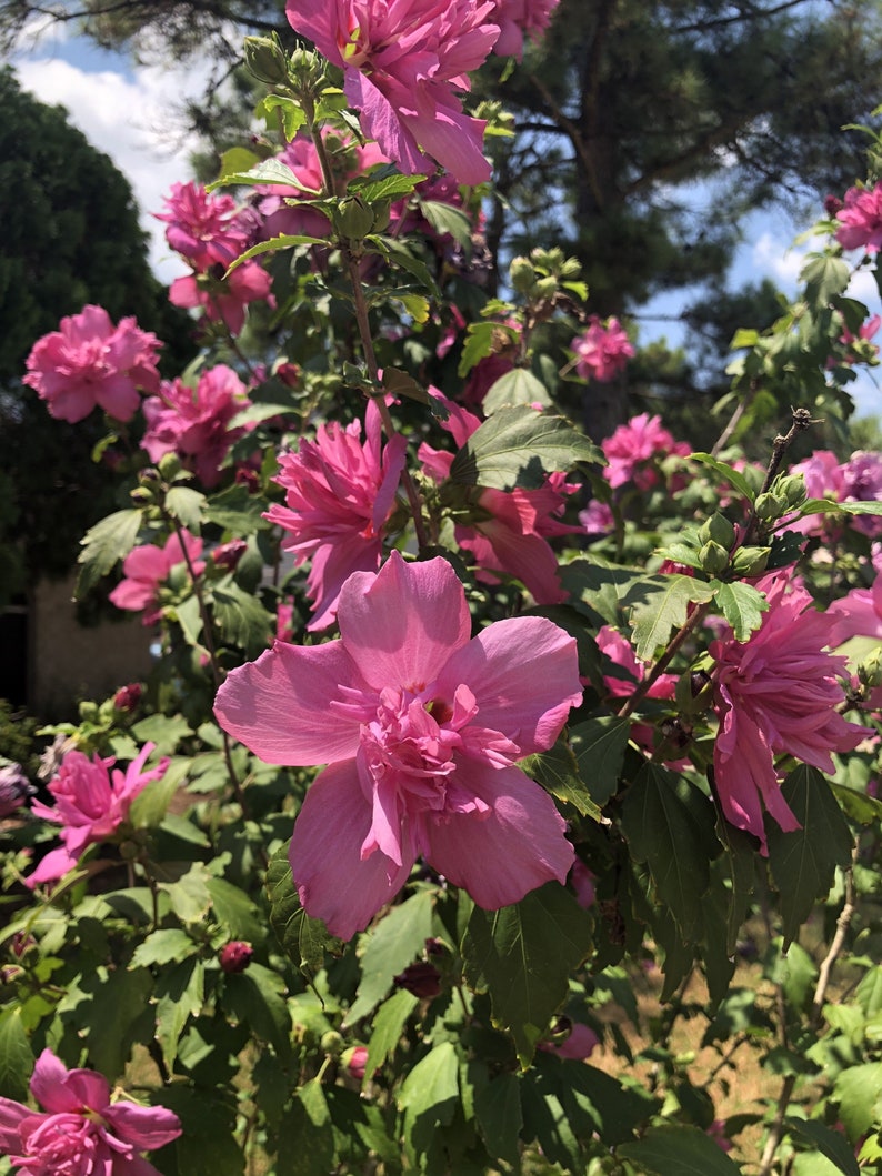 Red Rose of Sharon Plant - 1 Gallon Pot - Hibiscus syriacus - Hardy Flowering Shrub for Zones 6-9 - Attracts Pollinators