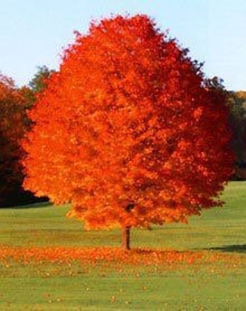 October Glory Maple Quart Pot - Fast-Growing Red Maple Acer rubrum - Ideal Shade Tree for Yard & Wildlife Attraction