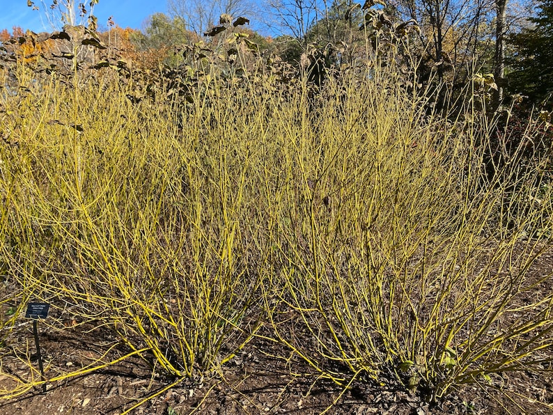 Yellow Twig Dogwood Live Plant 1 Gallon - Bud's Yellow Shrub with Bright Yellow Stems - Cornus alba ‘Bud’s Yellow’