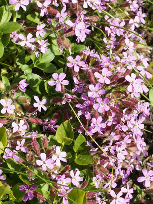 **Rock Soapwort Plant Plug Flat - Deep Pink Groundcover - Saponaria ocymoides - Low Maintenance Perennial for Zones 2-9**