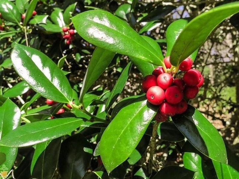 Burfordi Holly Quart Pot Plant - Ilex cornuta - Broadleaf Evergreen Shrub - USDA Zones 6-9 - Bareroot Shipping Oct-May