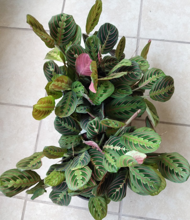 Maranta Leuconeura Red Prayer Plant - Small Rooted Plant - Easy Care Indoor Plant - Vibrant Red Veins
