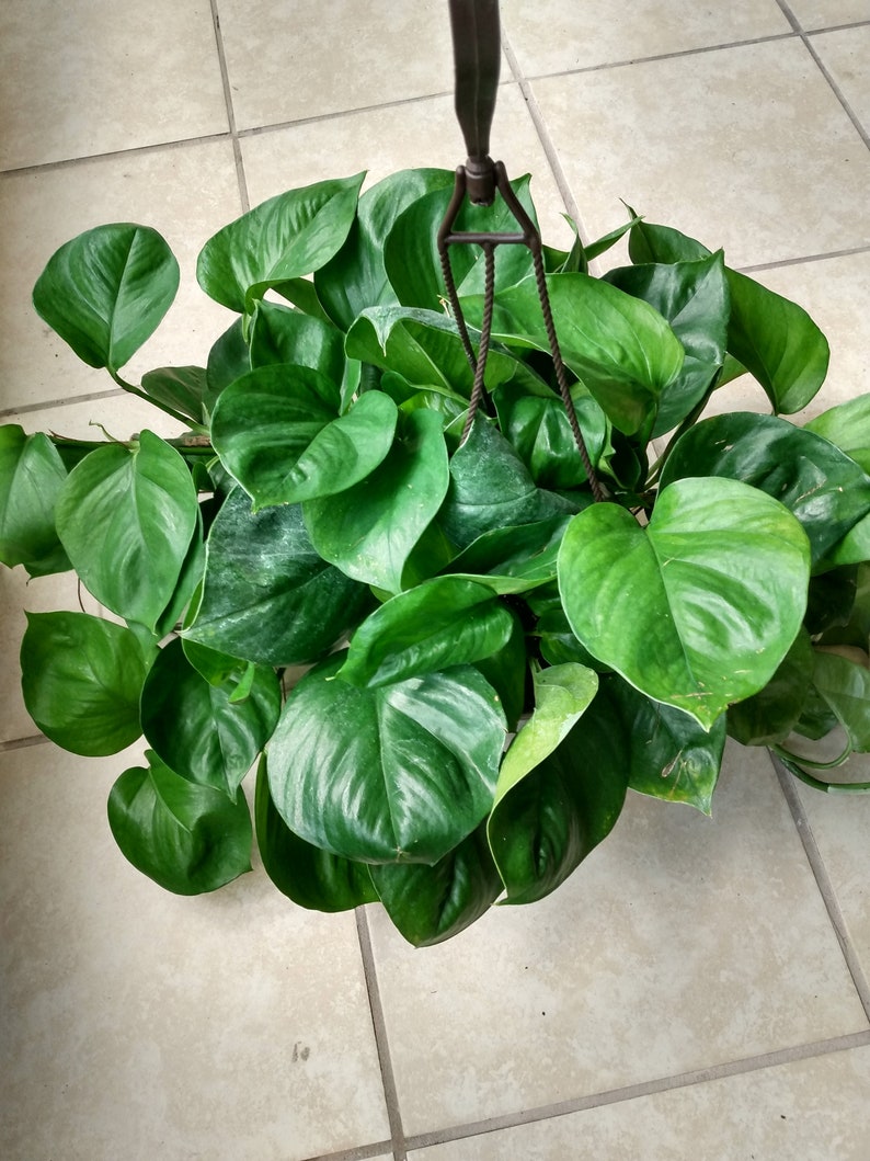 Jessenia Pothos Cutting Set - 1 Rooted Cutting + 1 Free Mystery Cutting - Epipremnum aureum 'Jessenia' - Low Maintenance Houseplant