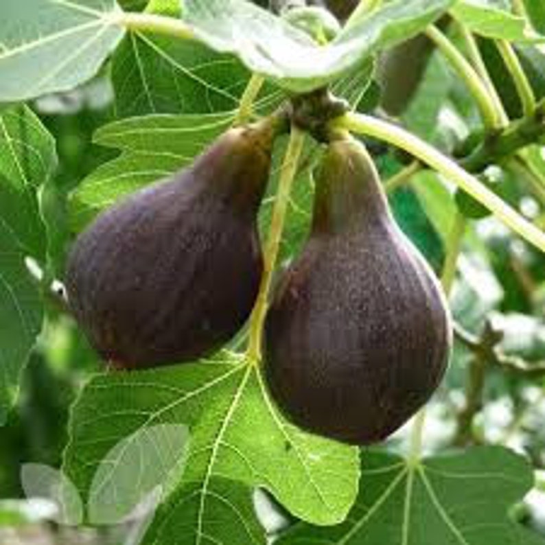 Brown Turkey Fig Tree - 24-36 Inches - Reddish-Brown Fruit - Ficus carica - Hardy Mid Season Variety for Home Gardens