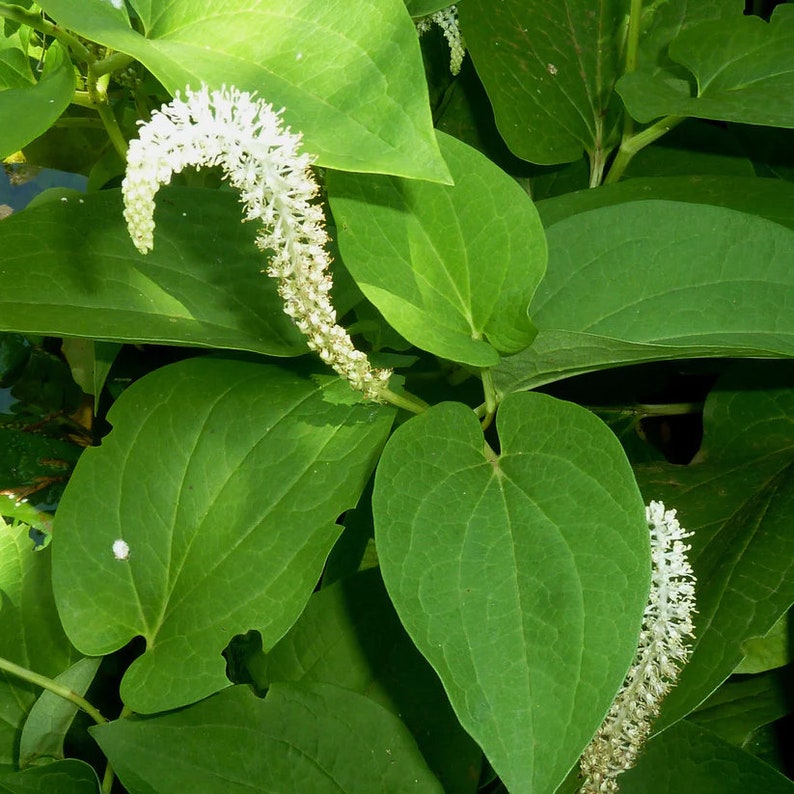 Lizard's Tail Live Plant 4" Pot - Saururus cernuus - Native Aquatic Perennial for Zones 3-9 - Ideal for Pollinator Gardens