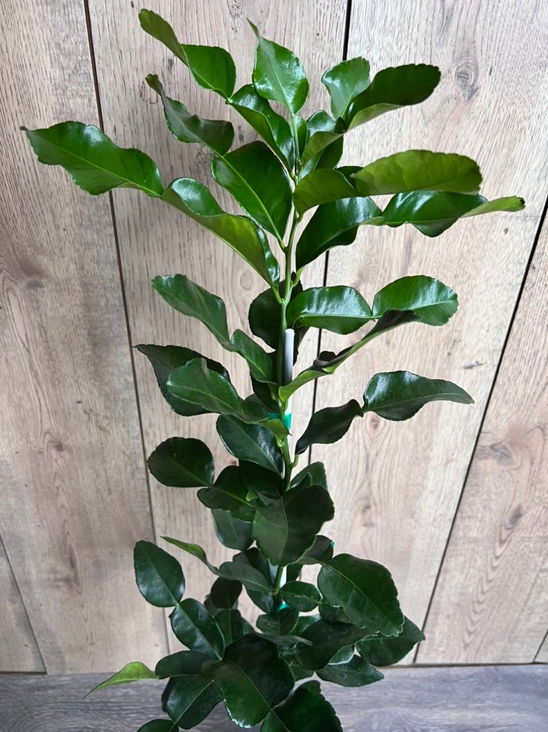 Kaffir Lime Tree - 1/2 Gallon Pot - Citrus Hystrix Makrut - Fresh Culinary Herb for Thai Cooking and Flavoring