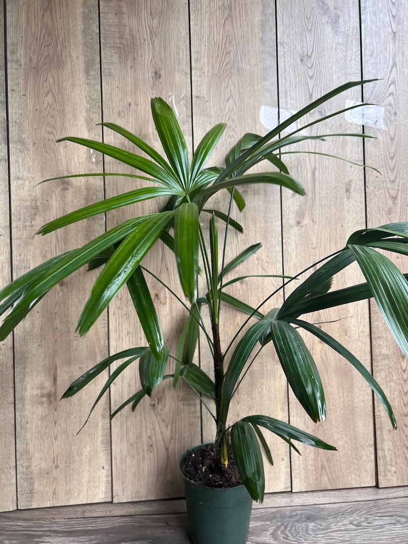 Rhapis Palm 6" Pot, Air Purifying Lady Palm, Non-Toxic to Pets, Rhapis excelsa, Tropical Indoor/Outdoor Houseplant