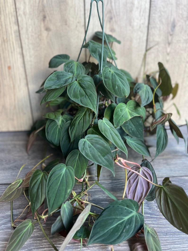 Philodendron Micans Plant in 8'' HB Pot | Velvet Leaves, Trailing Variety | Philodendron hederaceum var. micans