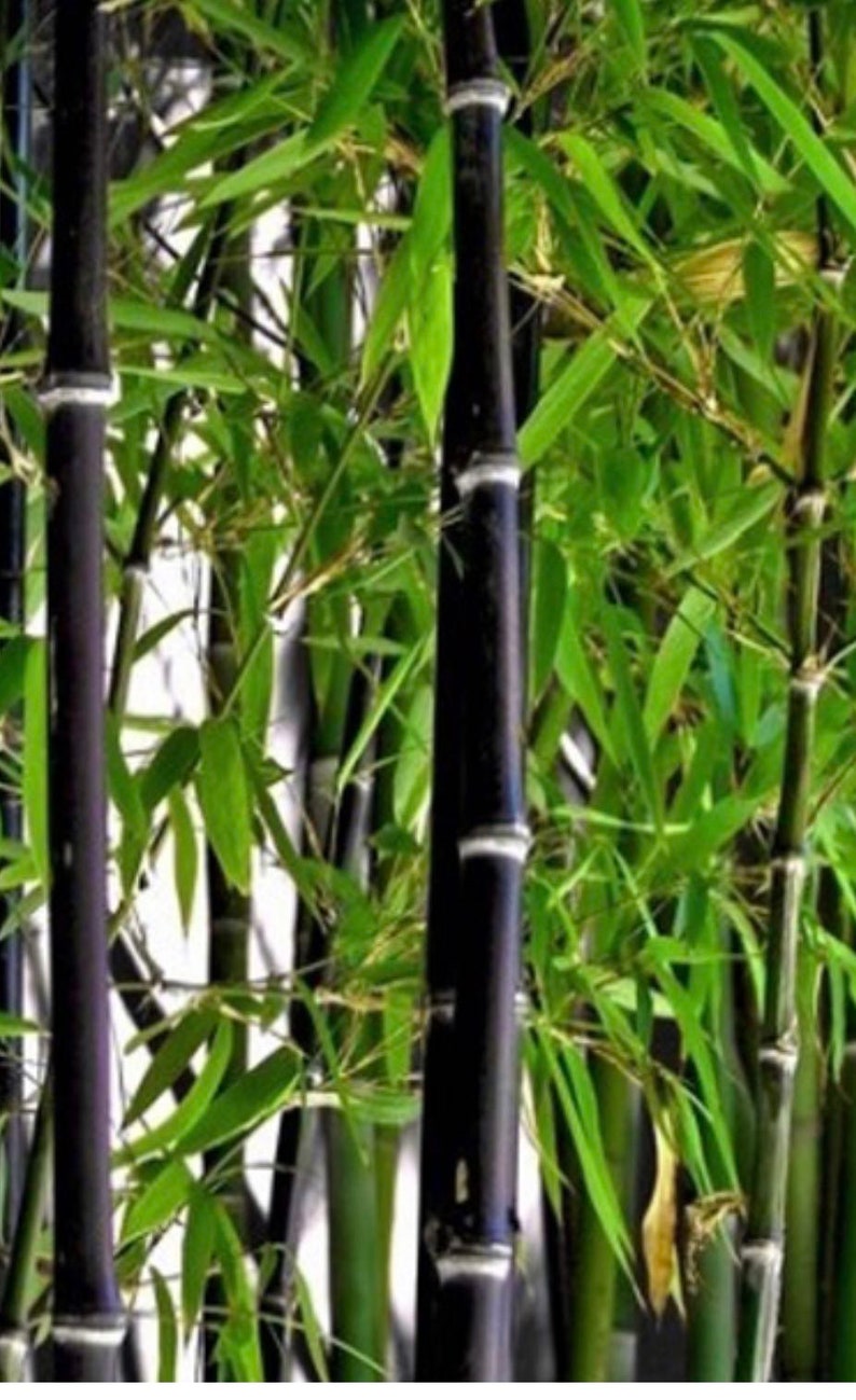 Black Asper Bamboo 6" Pot, Ornamental Black Bamboo, Phyllostachys nigra, Hardy Plant for Gardens and Containers