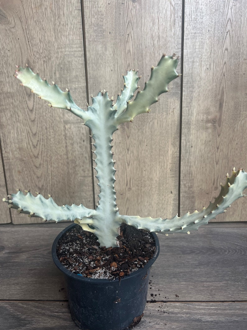 Rare Ghost Cactus 6" Pot | White Variegated Euphorbia Lactea | Exotic Succulent | Low-Maintenance Houseplant