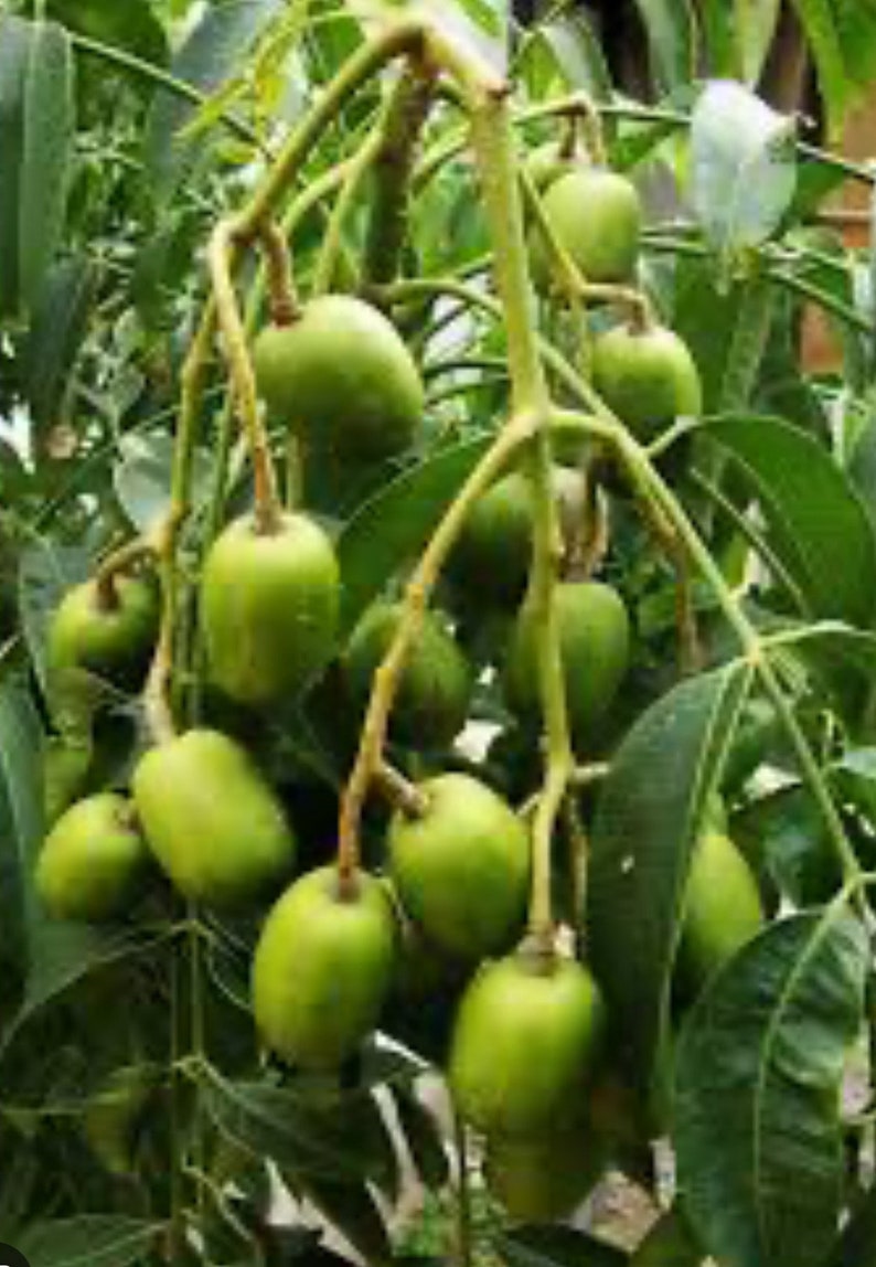 June Plum Dwarf Tree in 10" Pot - Ambarella, Self-Fertile Tropical Fruit Tree, Spondias tuberosa for Home Garden
