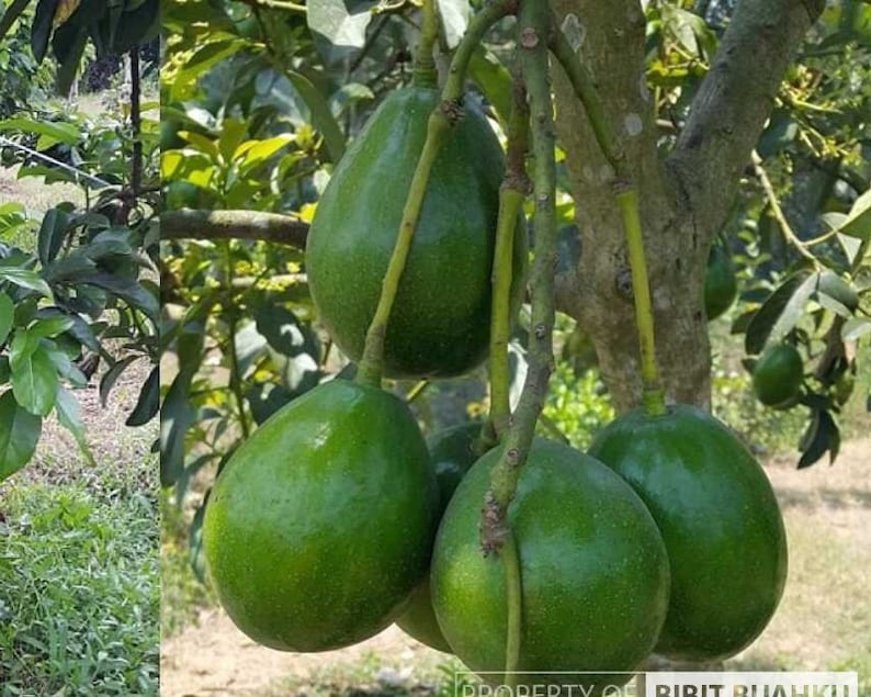 Donnie Avocado Tree 3 Gallon Pot, Grafted Indoor/Patio Fruit Tree, Persea americana 'Donnie', Fast Growth, No Ship to CA/HI
