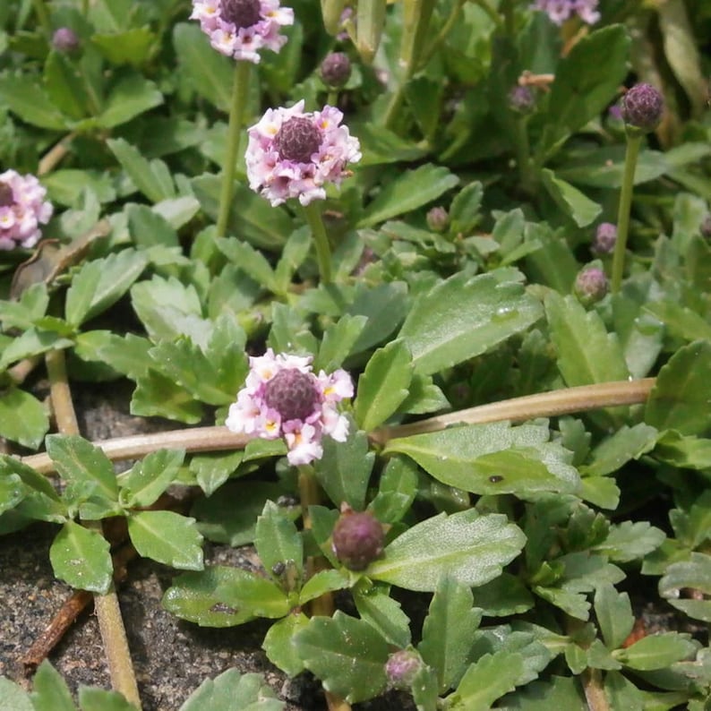Frogfruit Live Plant 3.5" Pot - Turkey Tangle (Phyla nodiflora) - Full Sun to Part Shade, Zones 7-11 - Pollinator Friendly