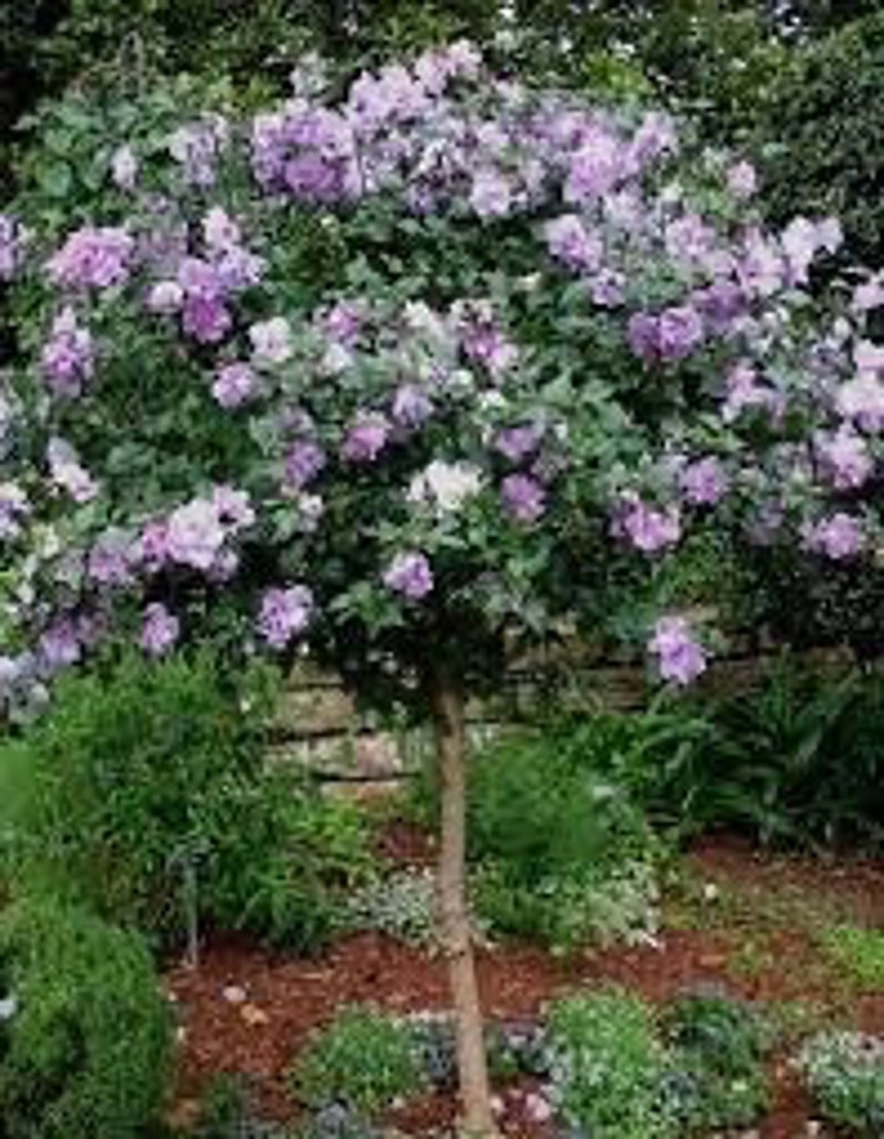Minerva Rose of Sharon Plant Quart Pot - Hibiscus syriacus - Hardy Flowering Althea for Zones 6-9 - Drought-Tolerant Shrub