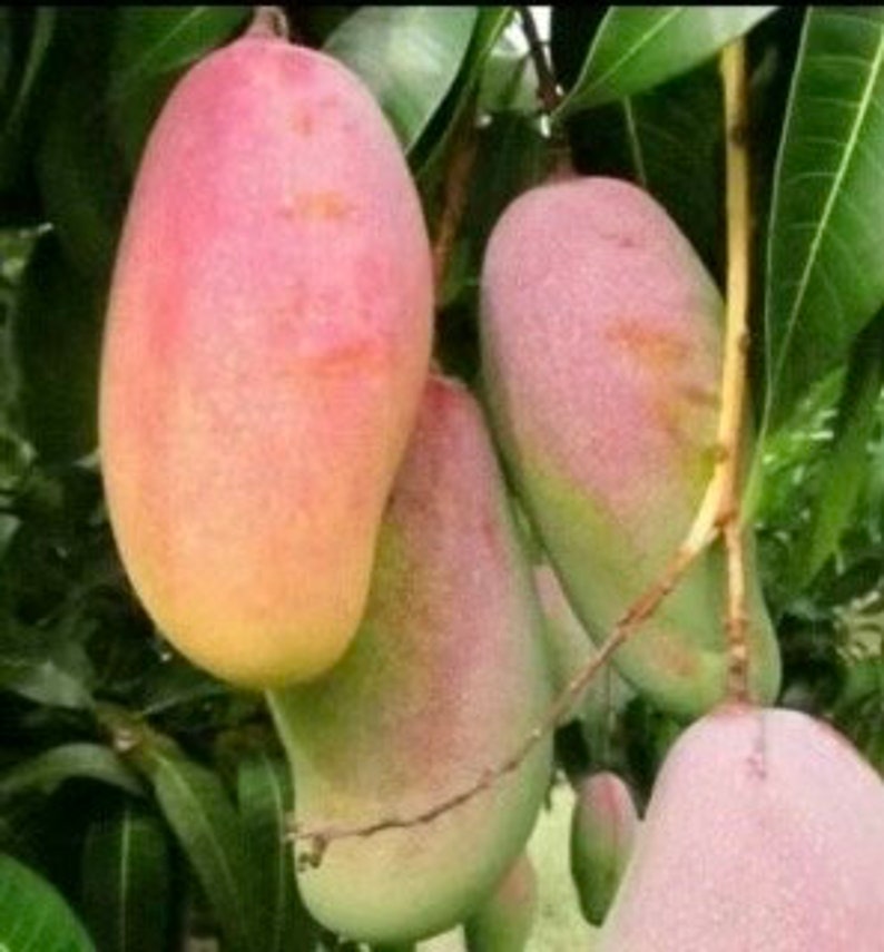 Maha Chanok Mango Tree Grafted 3 Gallon Pot Rainbow Mango Mangifera indica - Not for Shipping to CA & HI