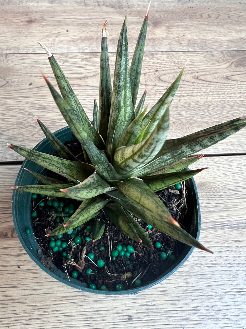 Sansevieria francisii 4" Pot | Francisii Snake Plant | Compact Indoor Houseplant | Easy Care Air Purifier Plant