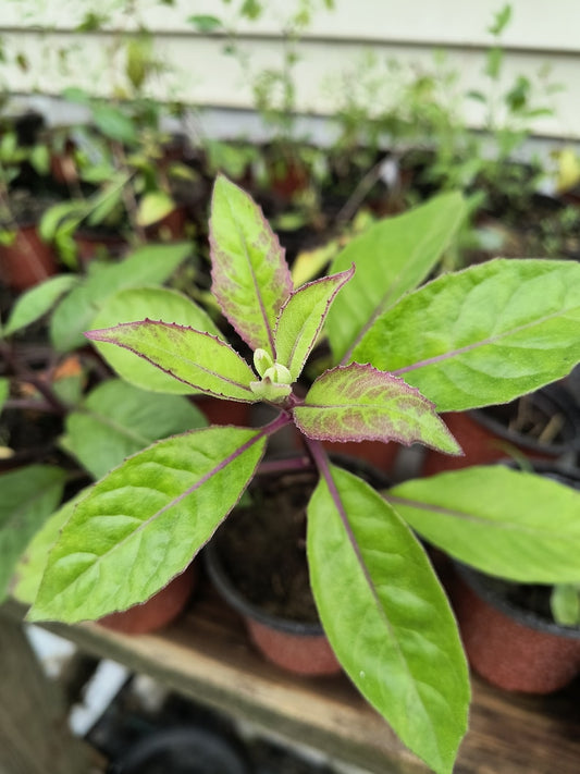**Organic Longevity Spinach Plant - 4 Inch Pot - Tree Spinach (Gynura crepidioides)**