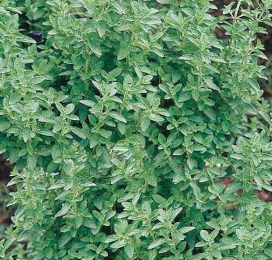 **Live Organic Maruga Sweet Marjoram Plant in 4” Pot - Culinary Herb, Oregano-Like Flavor, Origanum majorana**