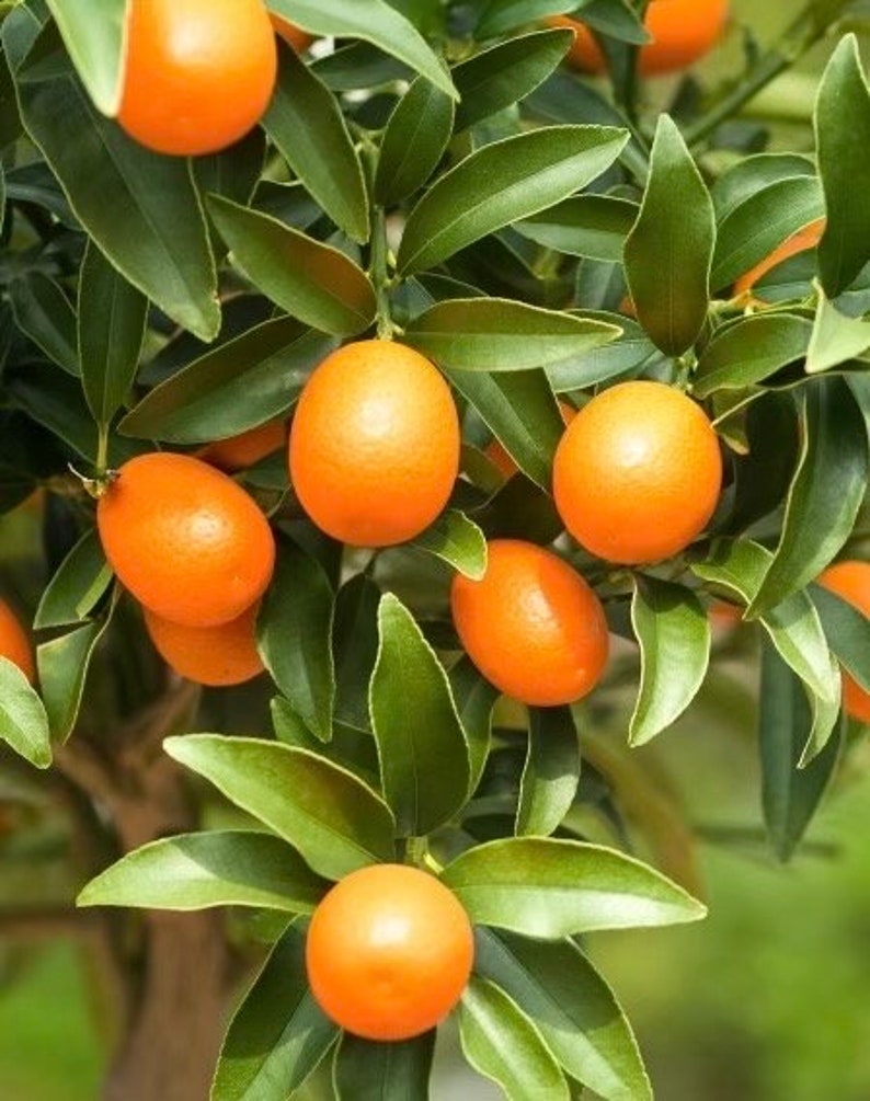 Meiwa Kumquat Tree 1/2 Gallon Pot - Citrus japonica - Sweet Golden-Orange Fruit - Florida Shipping Only