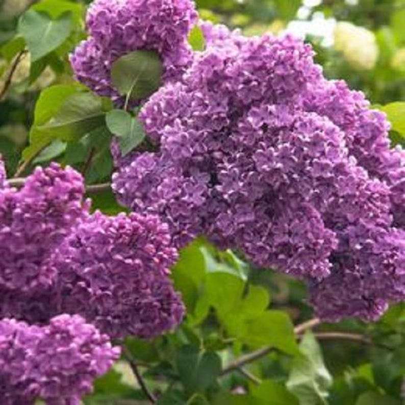 Lilac Bush Live Plant 4 Inch Tall Purple Blooms Syringa vulgaris - Fragrant Spring Flowers for Garden, Borders, Pollinator Friendly