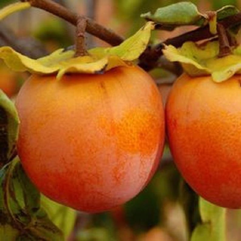 Persimmon Tree Seedling - Young Tree - Prok, American, Fuyu - Diospyros kaki - Ideal for Home Gardens & Orchards