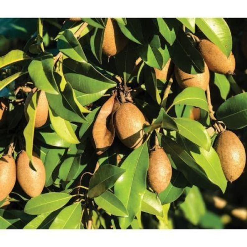 Sapodilla Plant 3 Gal Pot Alano Variety Manilkara zapota Hybrid Sweet Tropical Fruit