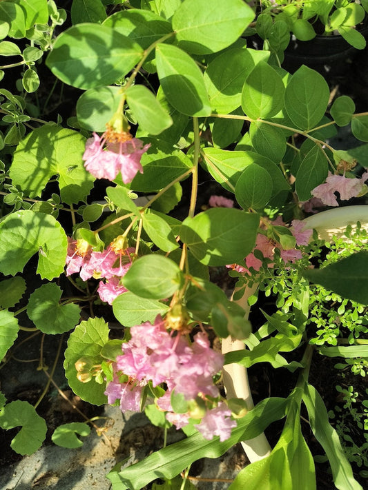 **Pink Crepe Myrtle Tree - 12-14 inch Half Gal Pot - Lagerstroemia indica - Vibrant Pink Blooms - Cold Hardy**