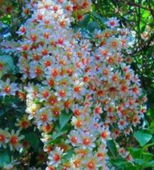 **Parijatha Plant 8-12 inch in Half-Gallon Pot | Coral Jasmine | Nyctanthes arbor-tristis | Organic Fragrant Shiuli**