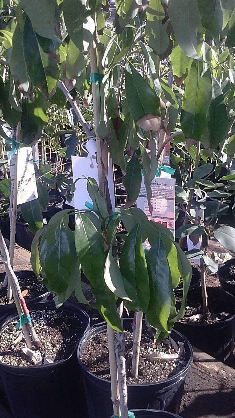 Sweet Heart Lychee Tree Live Plant 3 Gal Pot Litchi chinensis Delicious Variety Airlayered for Garden Edible Landscape