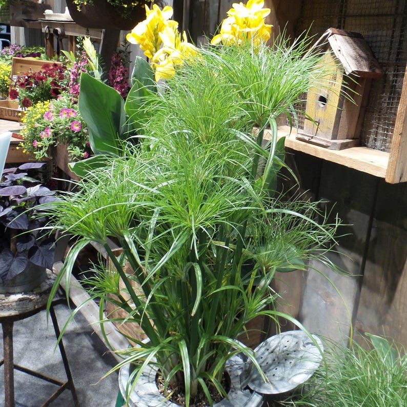 Prince Tut Papyrus Plant - 1 ft - 3 to 6 Trunks - Live in 6" Pot - Cyperus papyrus - Exotic Aquatic for Water Gardens