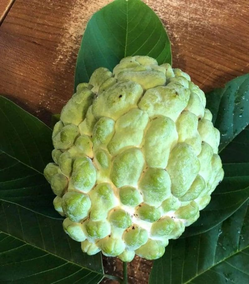 Atemoya Fruit Tree - 3 Gallon Pot - Priestly Variety - Annona atemoya - Live Plant - Fresh from Our Garden