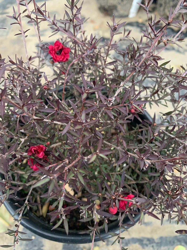 Leptospermum 'Ruby Glow' Plant in 1 Gallon Pot - Compact Australian Tea Tree with Ruby-Red Flowers - Evergreen Shrub